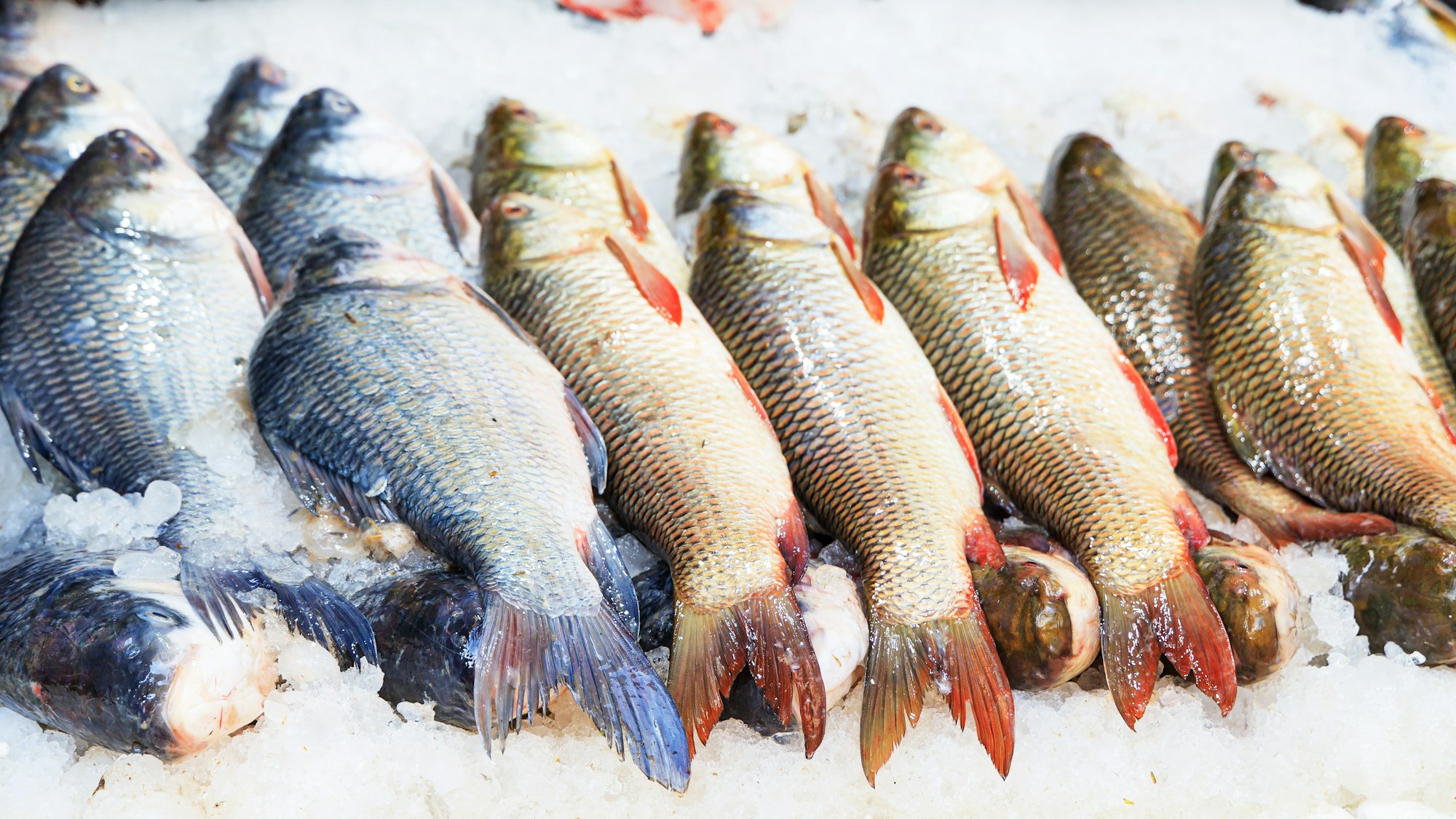 Food Provisions supplied to ships in Guinea